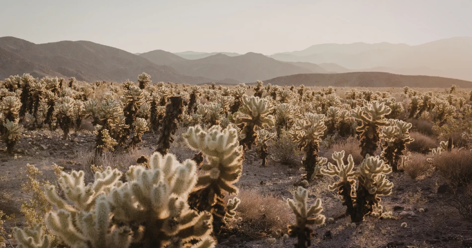 Outdoor Adventures in Death Valley Junction: Hiking, Desert Tours & More