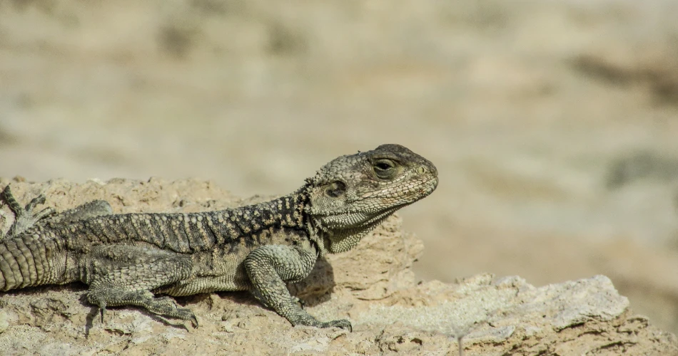 Outdoor Adventures in Death Valley Junction: Hiking, Desert Tours & More